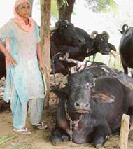 Manjit Kaur, a villager, shows her sick cattle