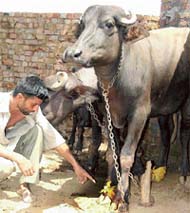 Beant Singh points at the infected feet of his buffalo at Seelon Kalan in Ludhiana on Sunday
