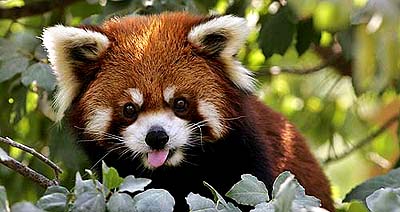 Simon, a Red Panda, plays at a zoo in Jerusalem on Monday