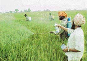 A view of the paddy crop being sprayed at Shankar village in Ludhiana district