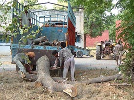 Trees being loaded after being chopped off at the Verka Milk Plant in Bathinda on Wednesday.