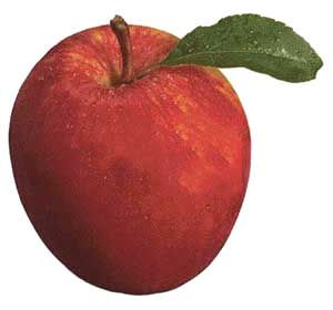 ON THE APPLE TRIAL