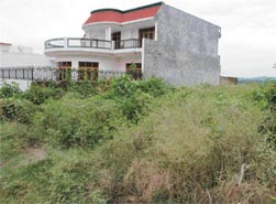 Congress grass and lantana weeds are everywhere in Himshikha Colony, Pinjore.