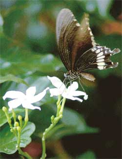 A butterfly kisses a flower as weather turns pleasant after rain in Chandigarh on Wednesday