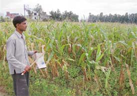 Dhanraj Babulal has to beat an empty tin with a stick to scare the birds away from the maize crop at Punjab Agricultural University, Ludhiana