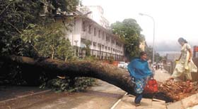 A tree came crashing down due to the heavy weather on Friday night near Sanchar Bhavan on Rafi Marg in the Capital