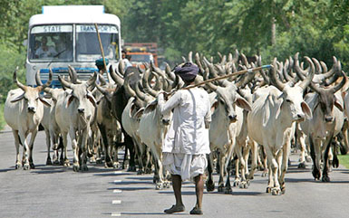 Rajasthani nomads lead their cows and oxen on a highway in Sultanpur, Haryana, on Tuesday.