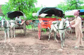 Tongas, a relic of the past, are favourite with the tourists visiting the city