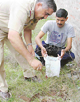 Policemen collect blood samples from the spot where Meena was found murdered in Panchkula on Thursday morning. 