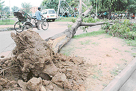 A tree uprooted in Sector 32, Chandigarh, following rain on Wednesday night.