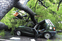 On a rain-drenched morning, a tree fell onto a moving car on Parliament Street on Saturday. 