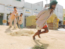 Workers clean paddy at Dana Mandi in Khanna on Monday