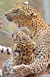 Spotted leopards play in their enclosure in the Delhi zoo on Monday. 