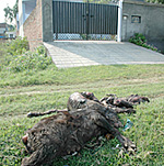 A decomposed carcass of a calf left in front of the house of Mr Birchand Kanwal in Khalsa College Avenue, Patiala, by MC workers on Wednesday.
