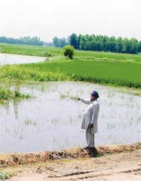 Fields inundated in Baniewal village where paddy and fodder crops have been destroyed