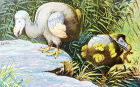 The only known major remains of the dodo are in the Oxford University Museum of Natural History