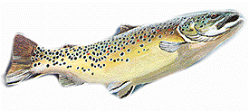 Brown trout