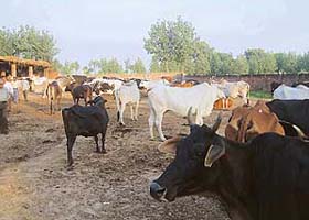 Cows stand in the open at the Payal gaushala, where a new shed is proposed to be constructed with the help of the Gobind Godham Gaushala, Ludhiana