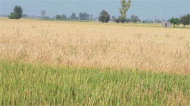Standing paddy crop at Pakhowal village in Ludhiana district