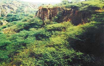 The Barren Bhatti mines area in Delhi, which has been converted into a lush green stretch