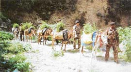 Saplings beings transported to the project area in Garhwal.