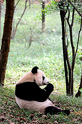 A giant panda snacks on bamboo at the Giant Panda Breeding Research Base in Chengdu, China, on Friday