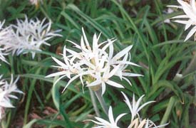 The crinum bulbs should be planted in well-dug, rich soil