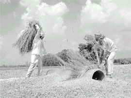 October 15 is World Food Day