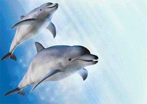 Dolphins can be trained to recognise commands