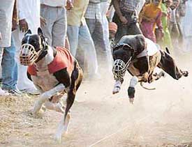A dog race in progress at Sukhdev Singh Gill Yaadgari Khed Mela at Dasehra ground in Phase VIII, Mohali, on Sunday