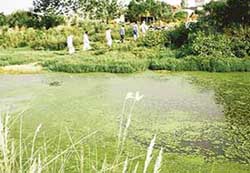 Water in the seasonal rivulet near Mukundpur village (Dera Bassi) is full of industrial effluents, causing a nauseating stench. 