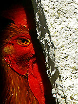 A rooster looks on from a farm at a village near Lisbon on Sunday