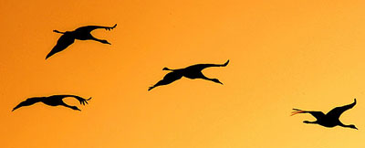 A flock of migrating cranes fly over Hula Lake  in northern Israel on Monday