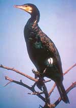 Large Cormorant