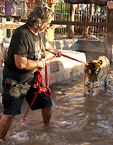 Pepe el Tigre, who owns ten tigers, two panthers and a jaguar, rescues one of his pets from floodwaters after the passing of hurricane Wilma in Cancun, Mexico, on Tuesday