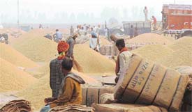 Paddy procurement in full swing at a grain market