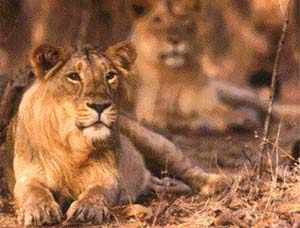 Thanks to conservation efforts, the Asiatic Lion has entered the 21st century