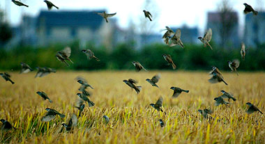Birds take off in a suburban district in Shanghai on Tuesday