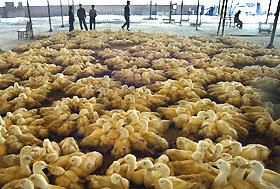 Chinese vendors look at their ducklings at a wholesale poultry market in Nanjing, east Chinas Jiangsu province