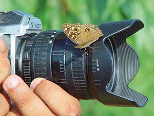 It was a hard day chasing butterflies for Lensman Manoj Mahajan until this butterfly caught up with him.