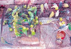 Birds trapped in two separate cages for sale in the house of a bird-seller in Kishengarh locality in Jalandhar on Friday