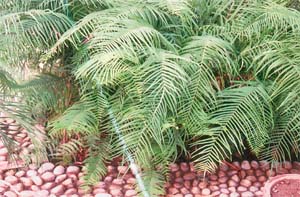 Ferns are grown for the form and beauty of their fronds