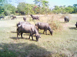 Stray cattle in Vatika garden, Sector 6, Panchkula.