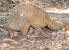 The 2-ft-long pangolin that strayed into Rauwala village, near Pinjore, on Sunday.