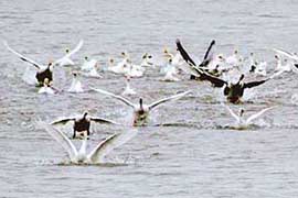 A group of ducks in a playful mood at the Sukhna Lake in Chandigarh on Monday.