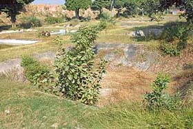 Wild growth has covered an empty fish breeding pond at a fish seed farm of the Chandigarh Administration near Kishangarh village