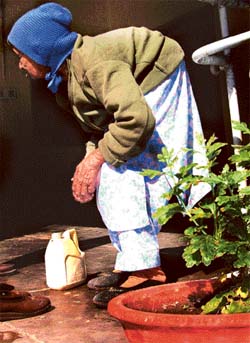 Despite her advanced years, this old lady continues to take care of young ones it is her plants which receive her attention this time