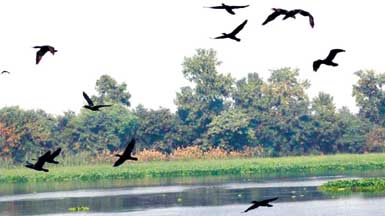 A view of the Harike wetlands near Kapurthala on Friday