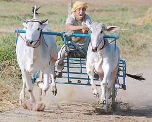 A bullock-cart rider prods his bulls to reach the target in minimum time during the rural sports meet at Makrona Kalan village, near Morinda, on Thursday.