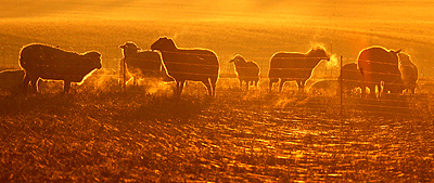Sheep graze during sunrise near Hitzacker, northern Germany, on Monday